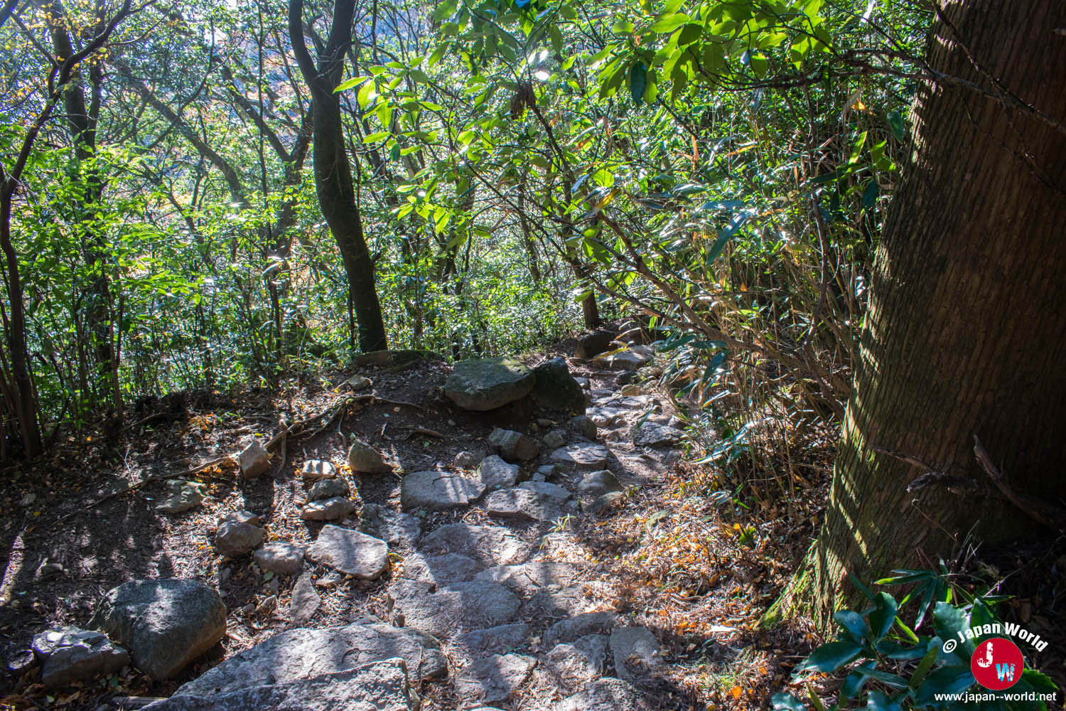 Chemin forestier accidenté du sentier Shirakumobashi