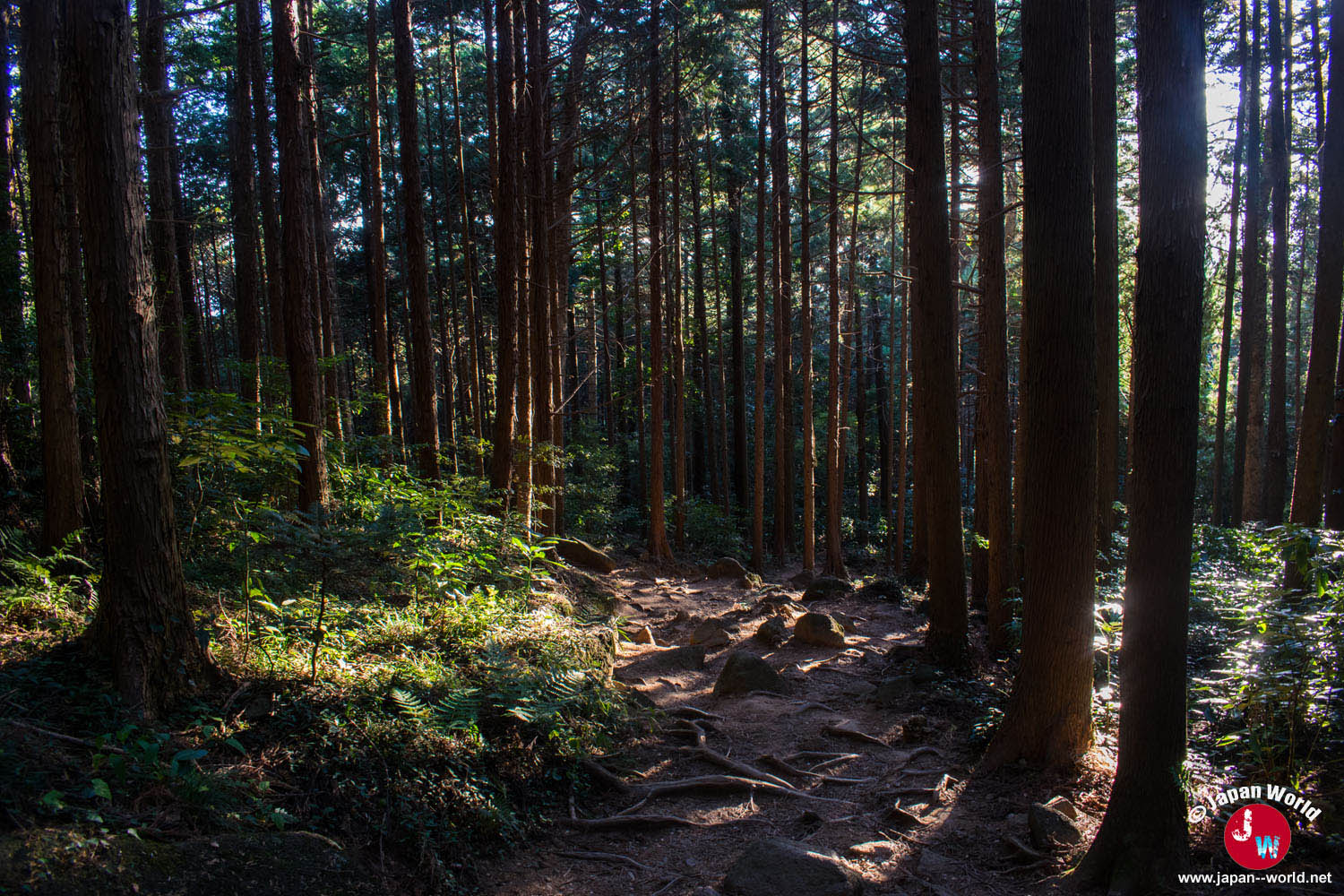 Chemin forestier à la fin de la descente du mont Tsukuba