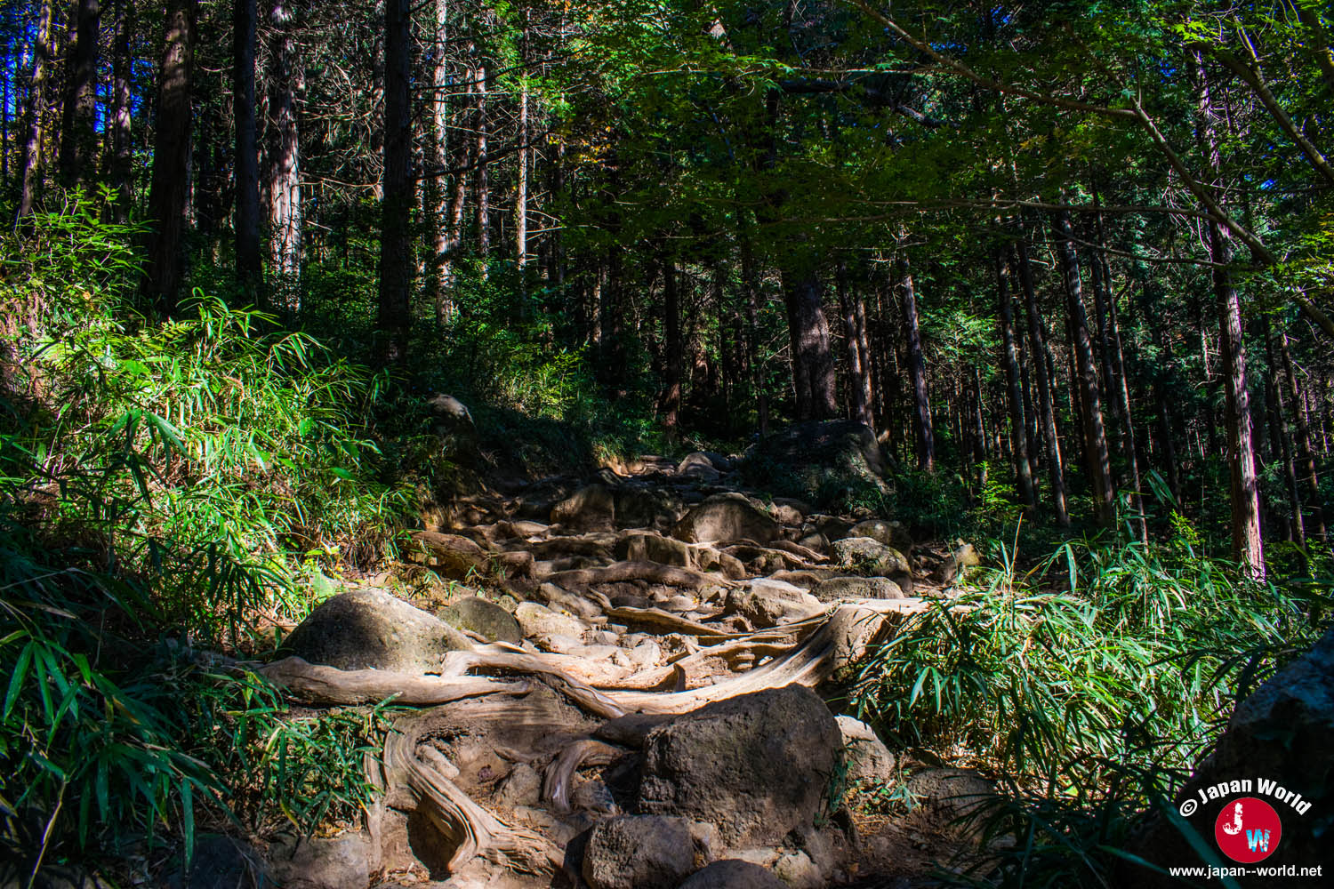 Chemin couvert de racines sur le sentier Miyukigahara