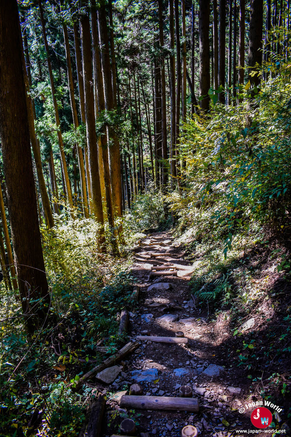 Chemin forestier descendant vers la cascade Nanayonotaki