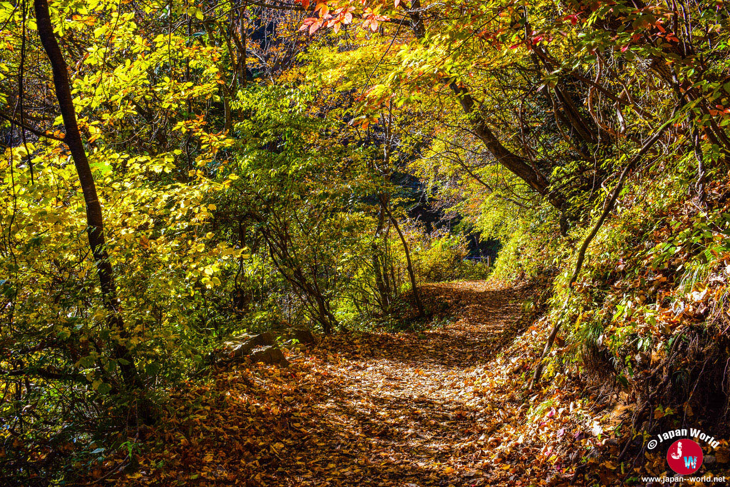 Sentier couvert de feuilles aux couleurs automnales vers le Mont Ohtake
