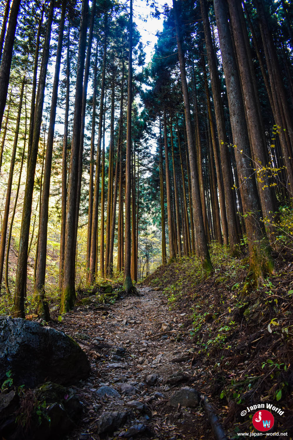 Sentier étroit entre les grands arbres vers le Mont Ohtake