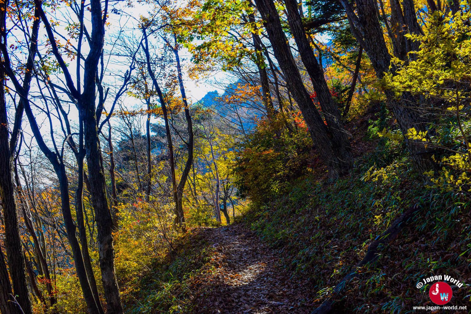 Chemin forestier éclairé par le soleil en direction du Mont Ohtake