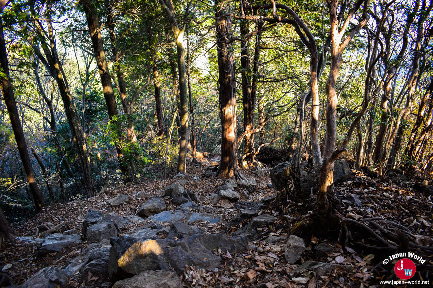 Dernier sentier forestier menant au sommet du Mont Ohtake