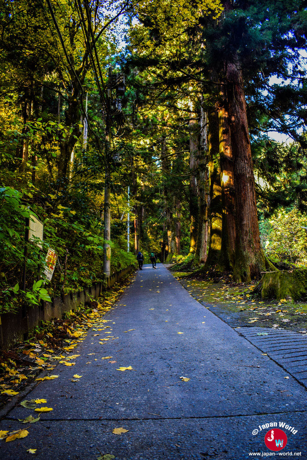 Route goudronnée montant à travers la forêt du Mont Mitake