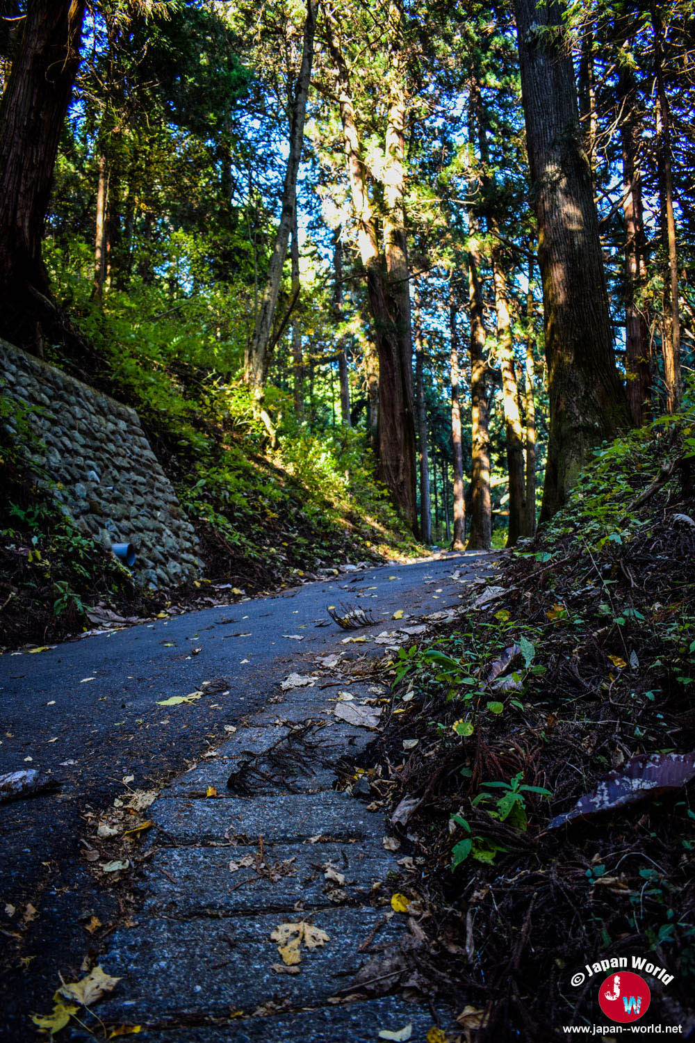 Pente traversant les grands arbres du Mont Mitake