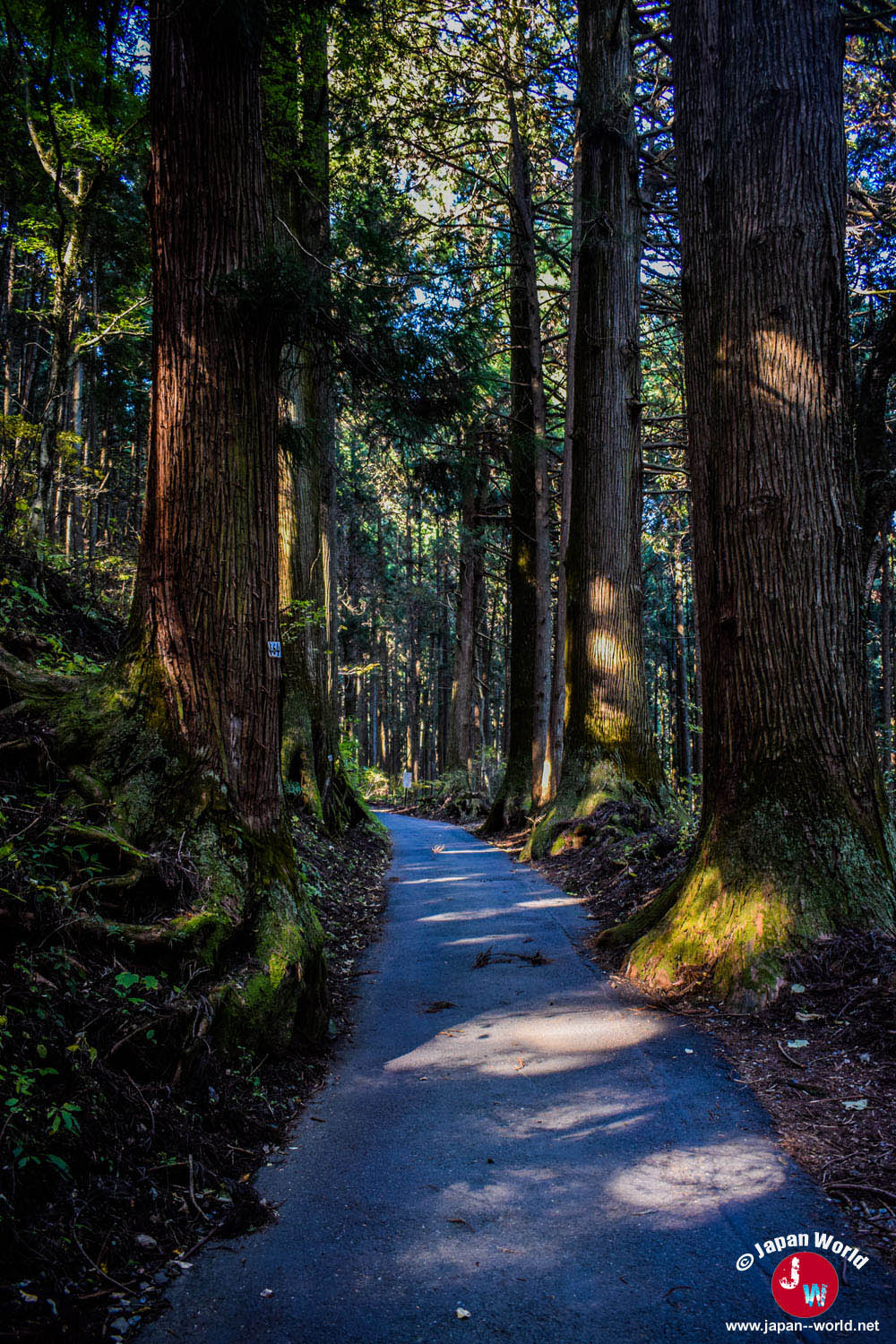 Route forestière empruntée pendant l'ascension du Mont Mitake
