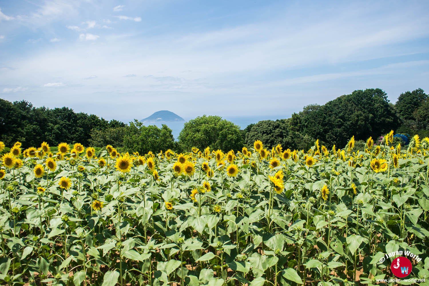 Champ de tournesols avec la mer en arrière-plan à Nokonoshima