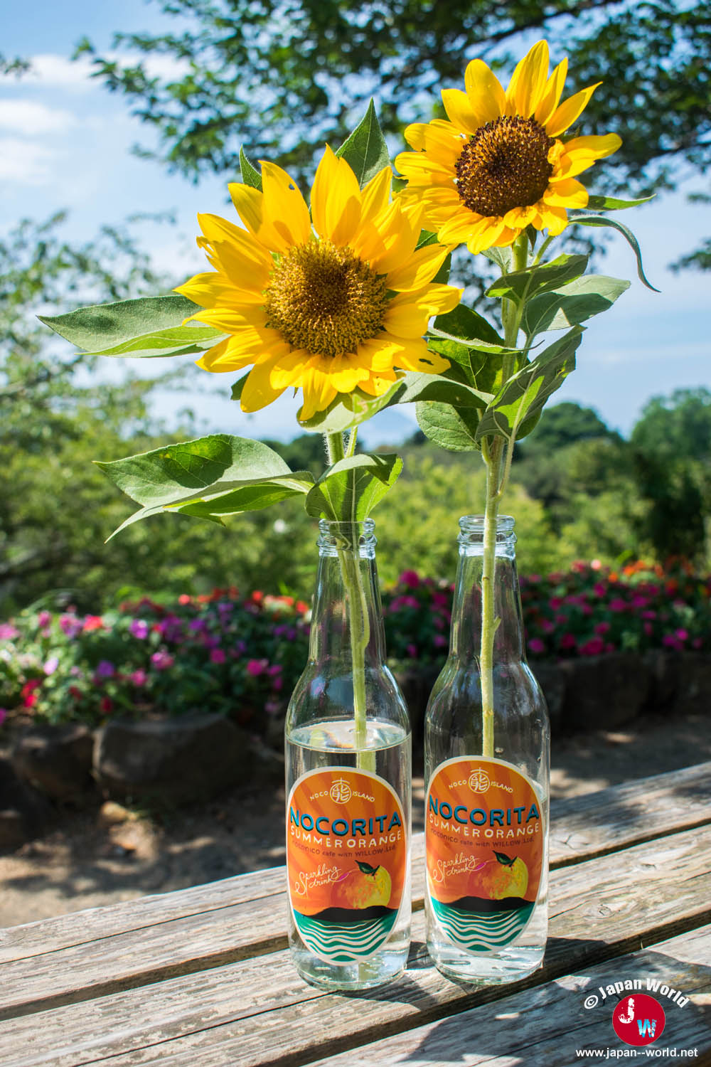 Tournesols coupés placés dans des bouteilles de boisson à l'orange