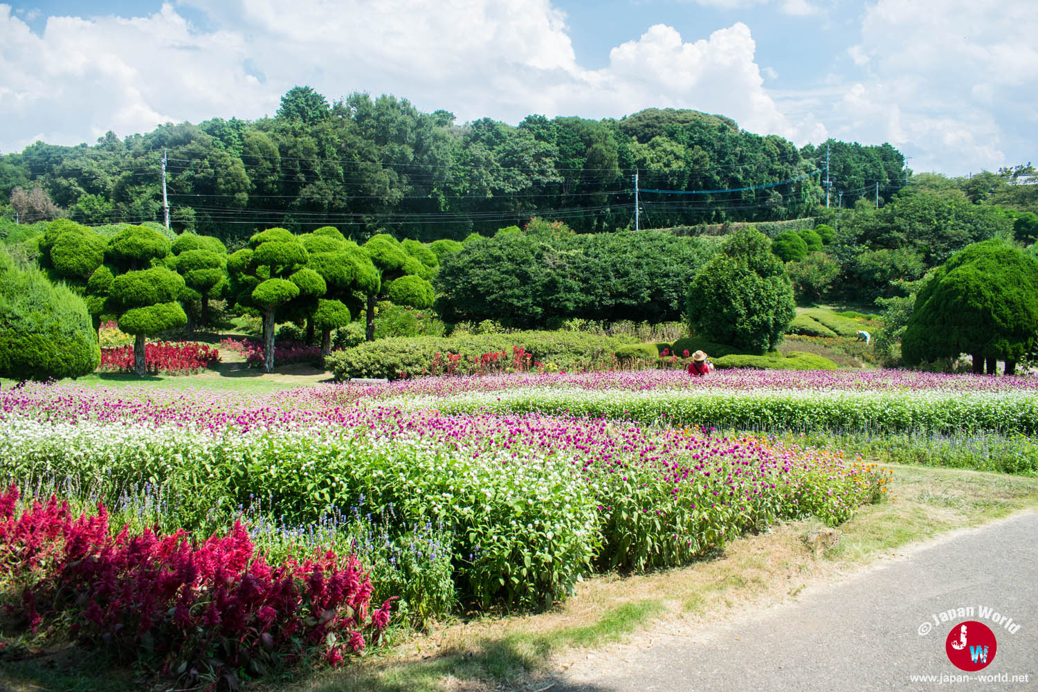 Parterres de fleurs roses et blanches dans le parc de Nokonoshima