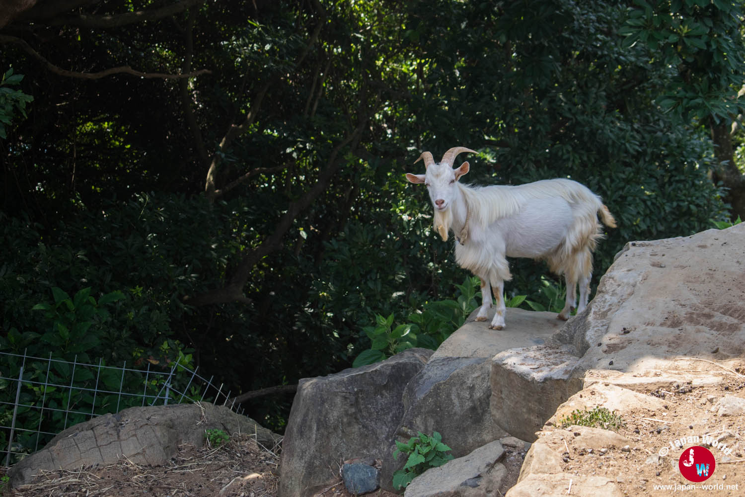 Chèvre blanche dans l'espace animalier de Nokonoshima