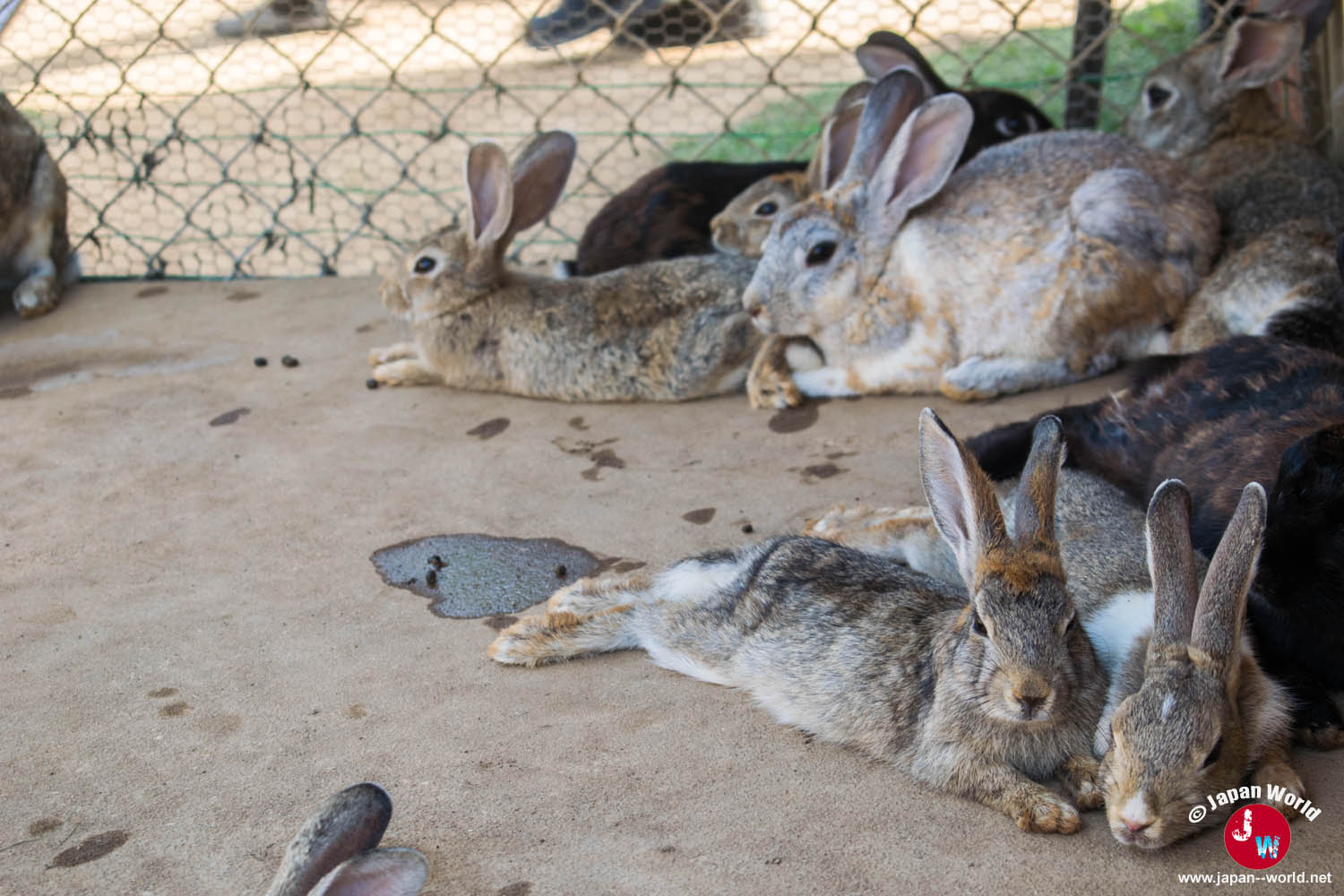 Groupe de lapins dans le parc de Nokonoshima