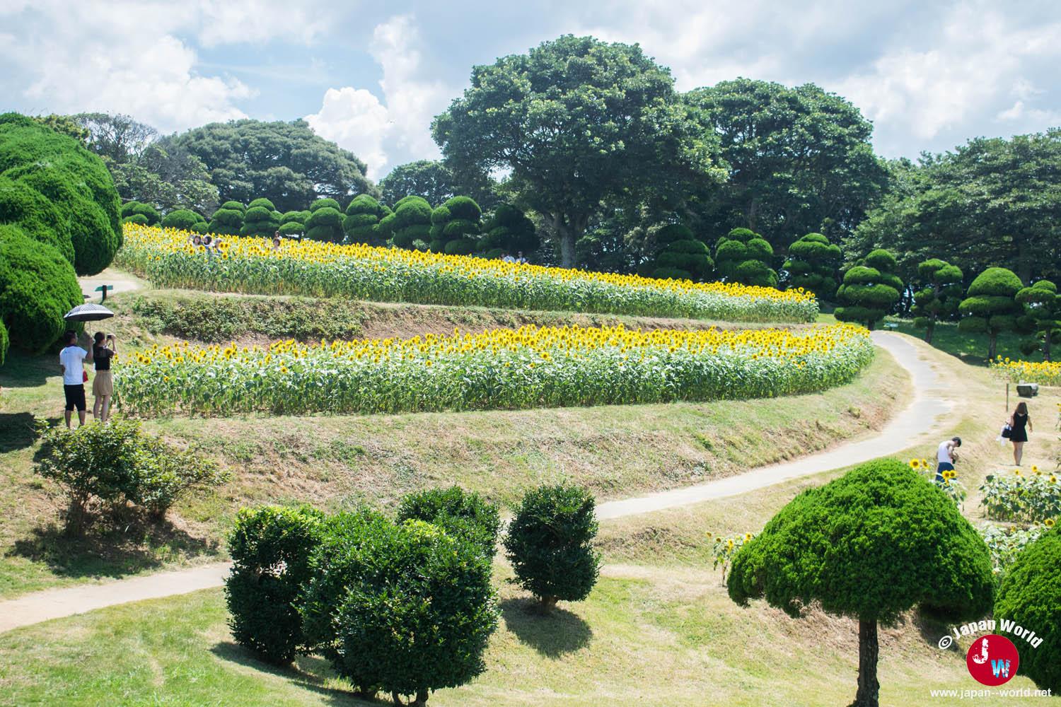 Allées bordées de tournesols dans le parc de Nokonoshima