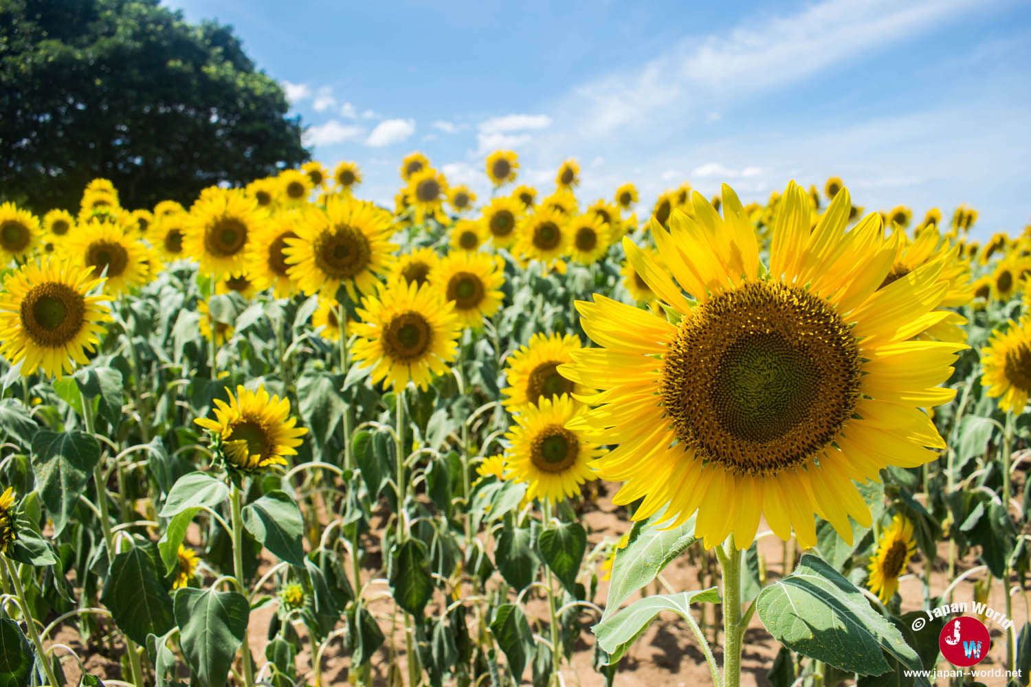 Gros plan sur les tournesols en fleurs à Nokonoshima