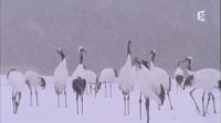 Le Japon au fil des saisons Image 1