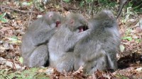 Le Japon au fil des saisons Image 5