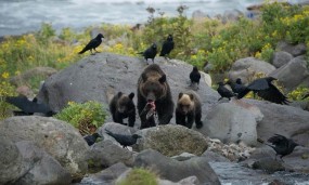Affiche du documentaire Japon, au cœur de la nature - Hokkaïdo, l'île du nord