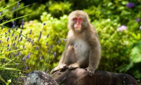 Japon, au cœur de la nature - L'île de Honshu
