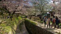 Sakura ou le printemps japonais Image 2