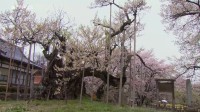 Sakura ou le printemps japonais Image 5