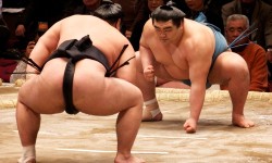 Le Sumo