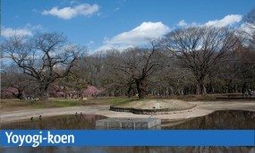 Le parc Yoyogi à Tokyo en hiver avec peu de verdure