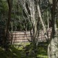 Ginkaku-ji : la beauté intemporelle du Pavillon d’Argent Image 8