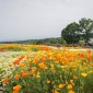 Kuju Flower Park : une escapade florale au cœur d’un parc ... Image 1