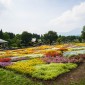 Kuju Flower Park : une escapade florale au cœur d’un parc ... Image 2