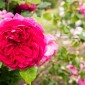 Kuju Flower Park : une escapade florale au cœur d’un parc ... Image 4