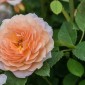 Kuju Flower Park : une escapade florale au cœur d’un parc ... Image 5