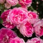 Kuju Flower Park : une escapade florale au cœur d’un parc ... Image 7