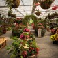 Kuju Flower Park : une escapade florale au cœur d’un parc ... Image 8