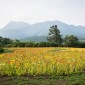 Kuju Flower Park : une escapade florale au cœur d’un parc ... Image 11
