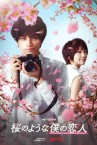 Sakura no Yona Boku no Koibito Image 1