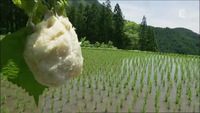 Japon, au cœur de la nature - Hokkaïdo, l'île du nord