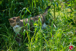 Complicité avec un chat sur l'île d'Ainoshima à Fukuoka
