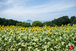 Les tournesols au parc de l'île de Nokonoshima