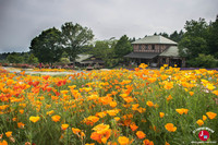 Les fleurs du Kuju Flower Park