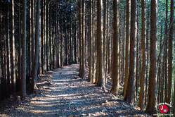 Descente de Takamizu-sanzan vers Mitake Descente de Takamizu-sanzan vers Mitake
