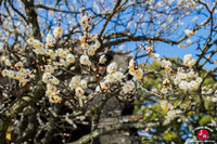 Le sanctuaire Dazaifu Tenman-gu