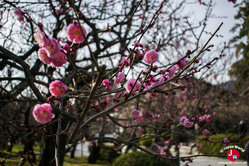 Le printemps arrive à Fukuoka au Dazaifu Tenman-gu