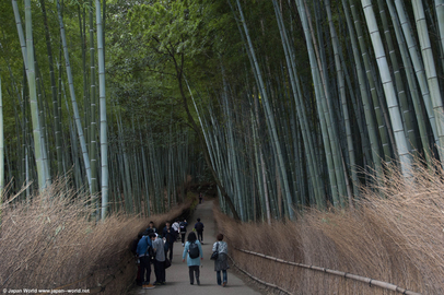 Bambouseraie d'Arashiyama