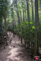 Forêt de bambous lors de la randonnée pour le lac Tempa à Fukuoka