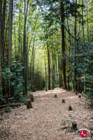 Forêt de bambous lors de la randonnée pour le lac Tempa à Fukuoka