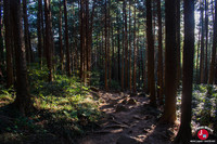 Descente par le sentier Shirakumobashi