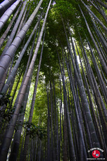 Le jardin de bambou du temple Hokoku-ji